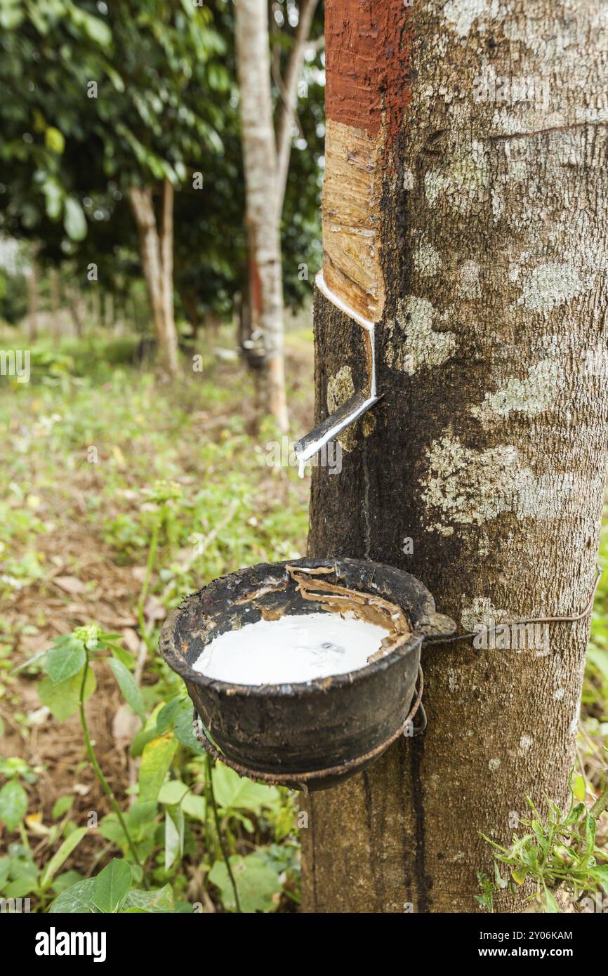 Das Klopfen von Latex aus einem Gummibaum (Hevea brasiliensis) Kanchanaburi, Thailand, Asien Stockfoto