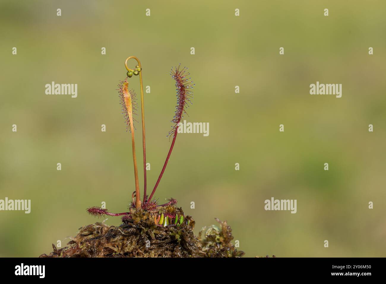 Englischer Sonnentau (Drosera anglica), Smaland, Schweden, Europa Stockfoto