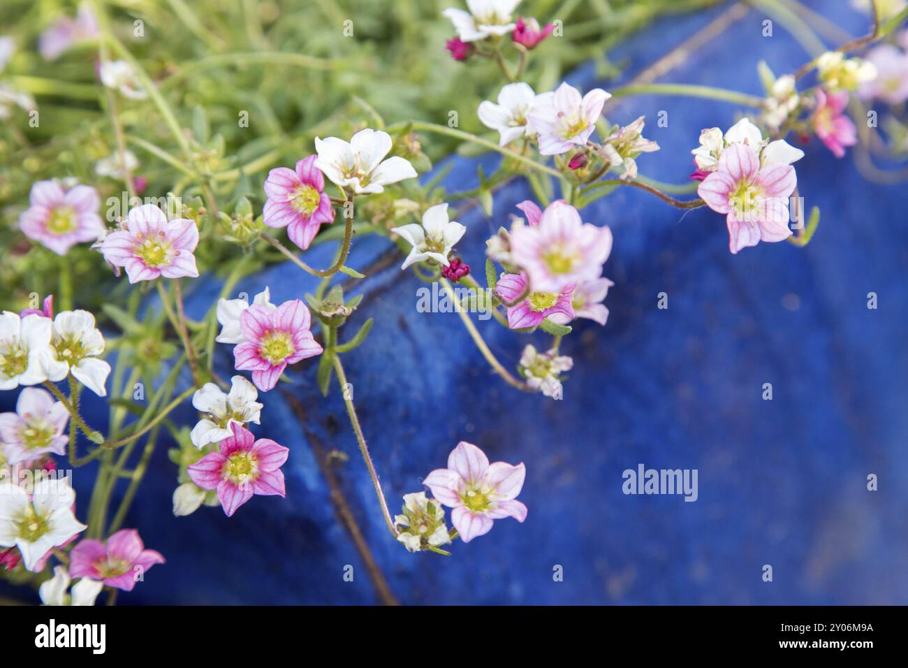 Süße frische Blumen in einem blauen Topf, Feder im eigenen Garten Stockfoto