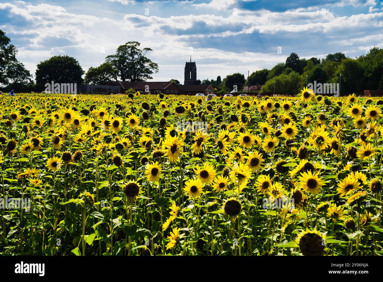 Sonnenblumen in der Sonne Stockfoto
