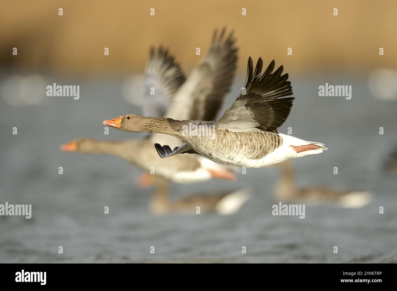 Graugans Stockfoto