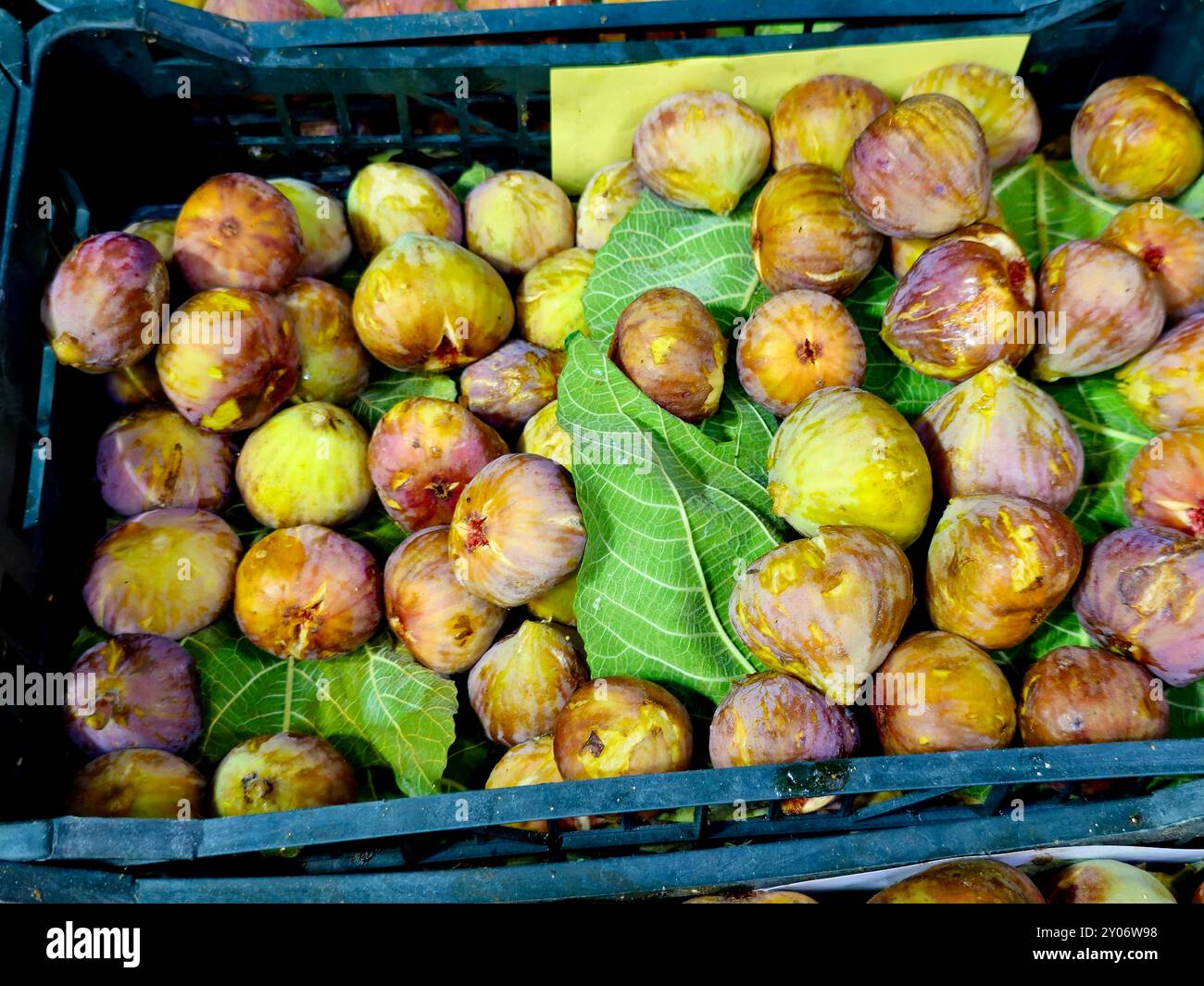 Die Feige, eine essbare Frucht von Ficus Carica, einer Art von kleinen Bäumen aus der blühenden Pflanzenfamilie Moraceae, die im Mittelmeerraum beheimatet ist, zusammen Stockfoto