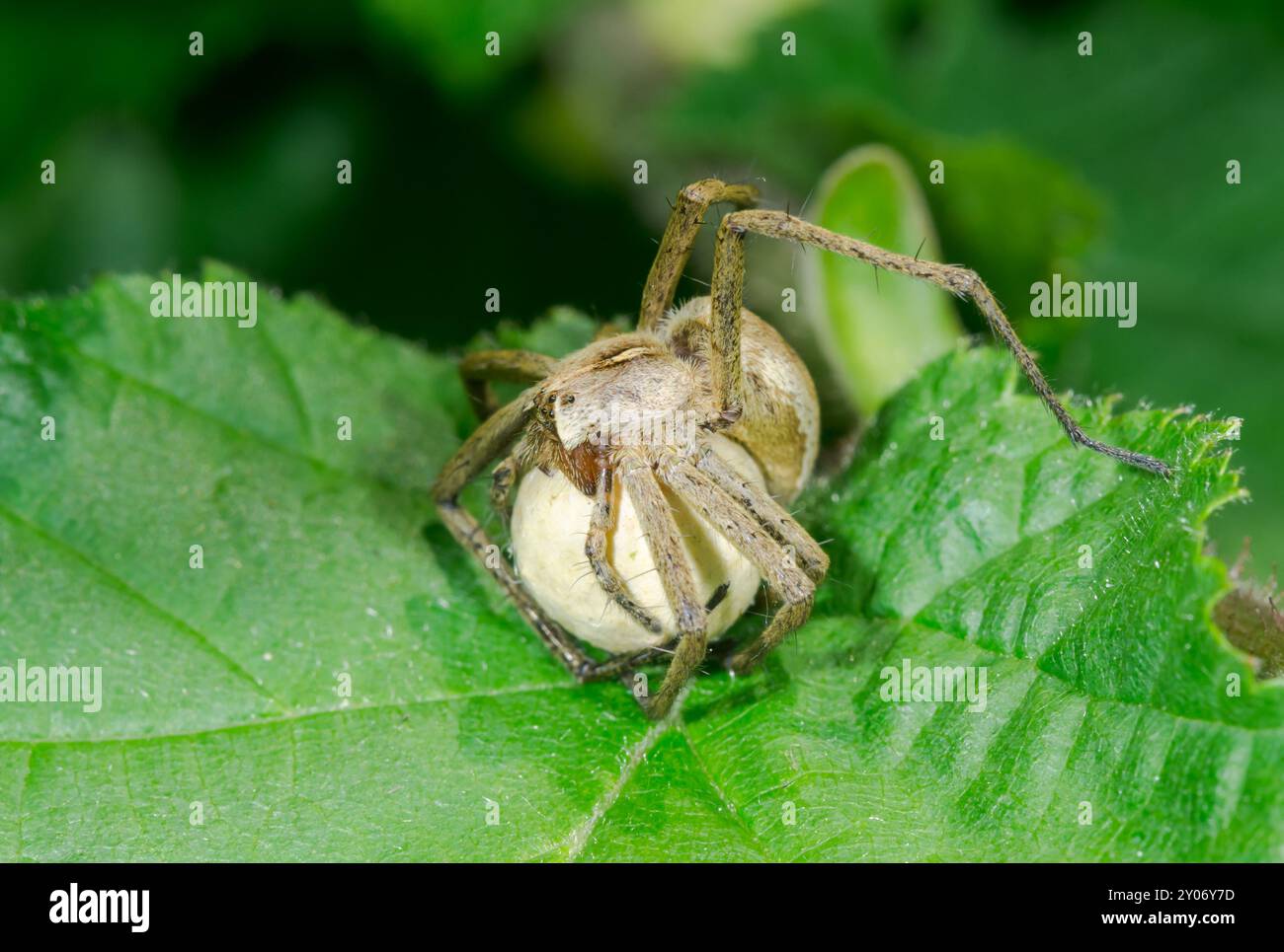 Weibliche Kinderwebspinne (Pisaura mirabilis) mit Eiern bei Chelicerae. Sussex, Großbritannien Stockfoto