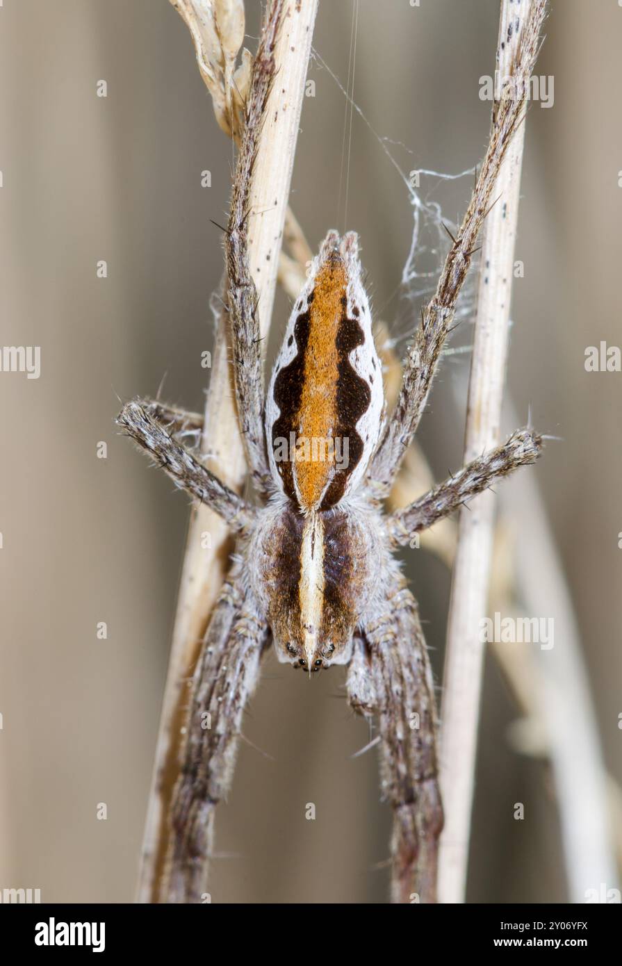 Attraktiv markierte männliche Kinderspinne (Pisaura mirabilis). Sussex, Großbritannien Stockfoto