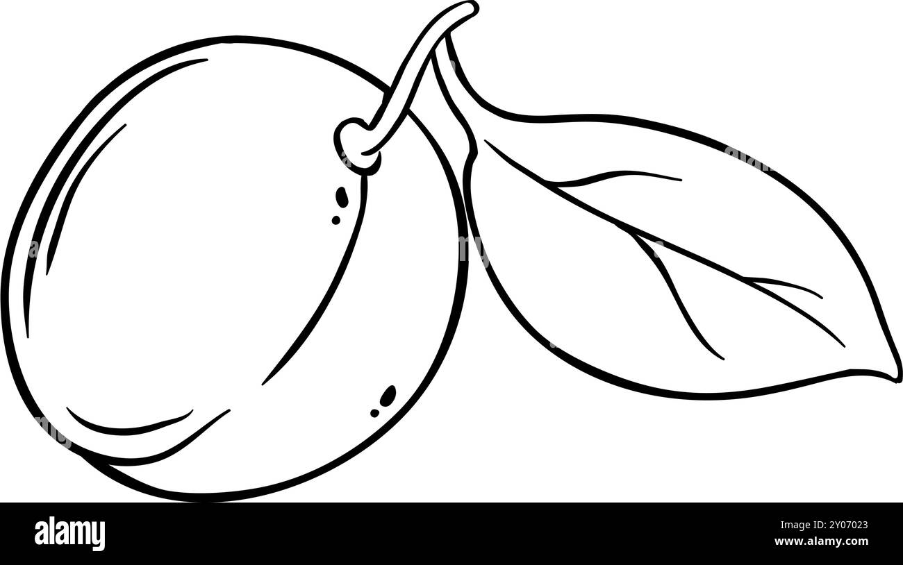 Aprikosenfrucht mit Blättern Umriss Illustration. Stock Vektor