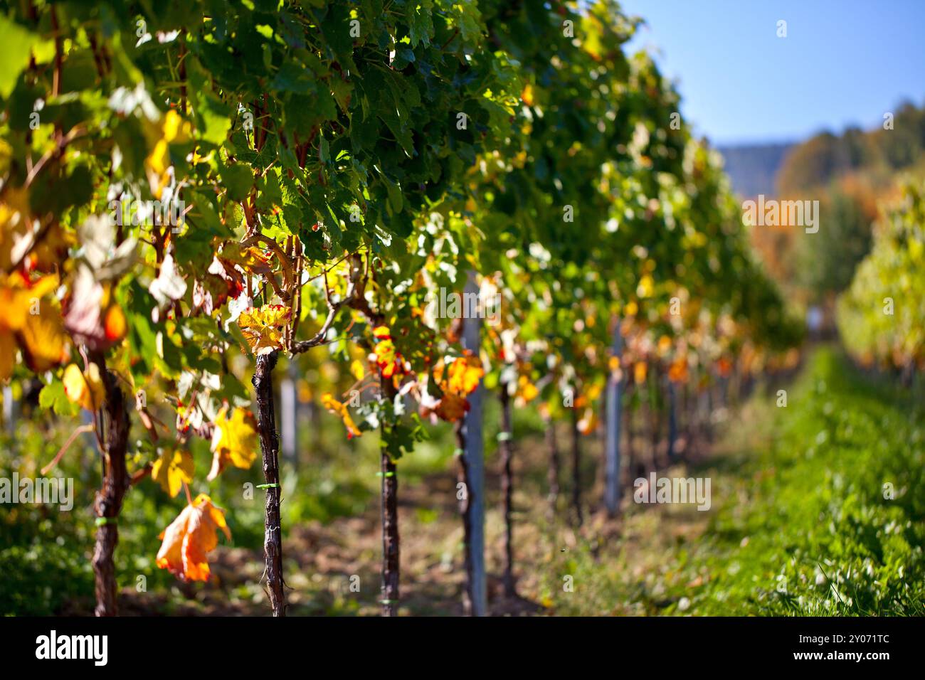 Weinberge mit Reifen Trauben im Herbst Stockfoto