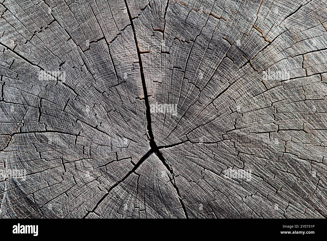 Die Struktur eines abgesägten Baumstamms in einem Wald Stockfoto