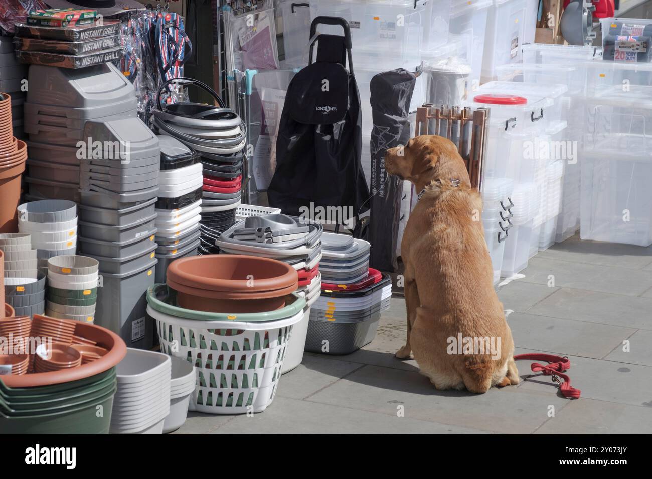 Ein brauner Hund wartet geduldig vor einer Straßenausstellung im Park St Bristol, Großbritannien Stockfoto