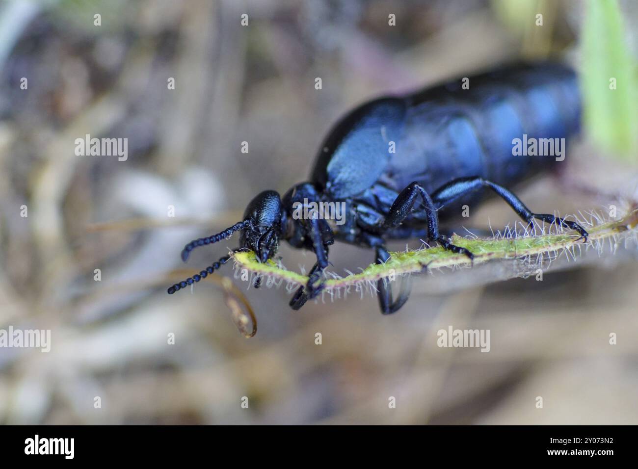 Makrobild eines Schwarzölkäfers (Meloe proscarabaeus), der auf einer Grashalme kaut Stockfoto