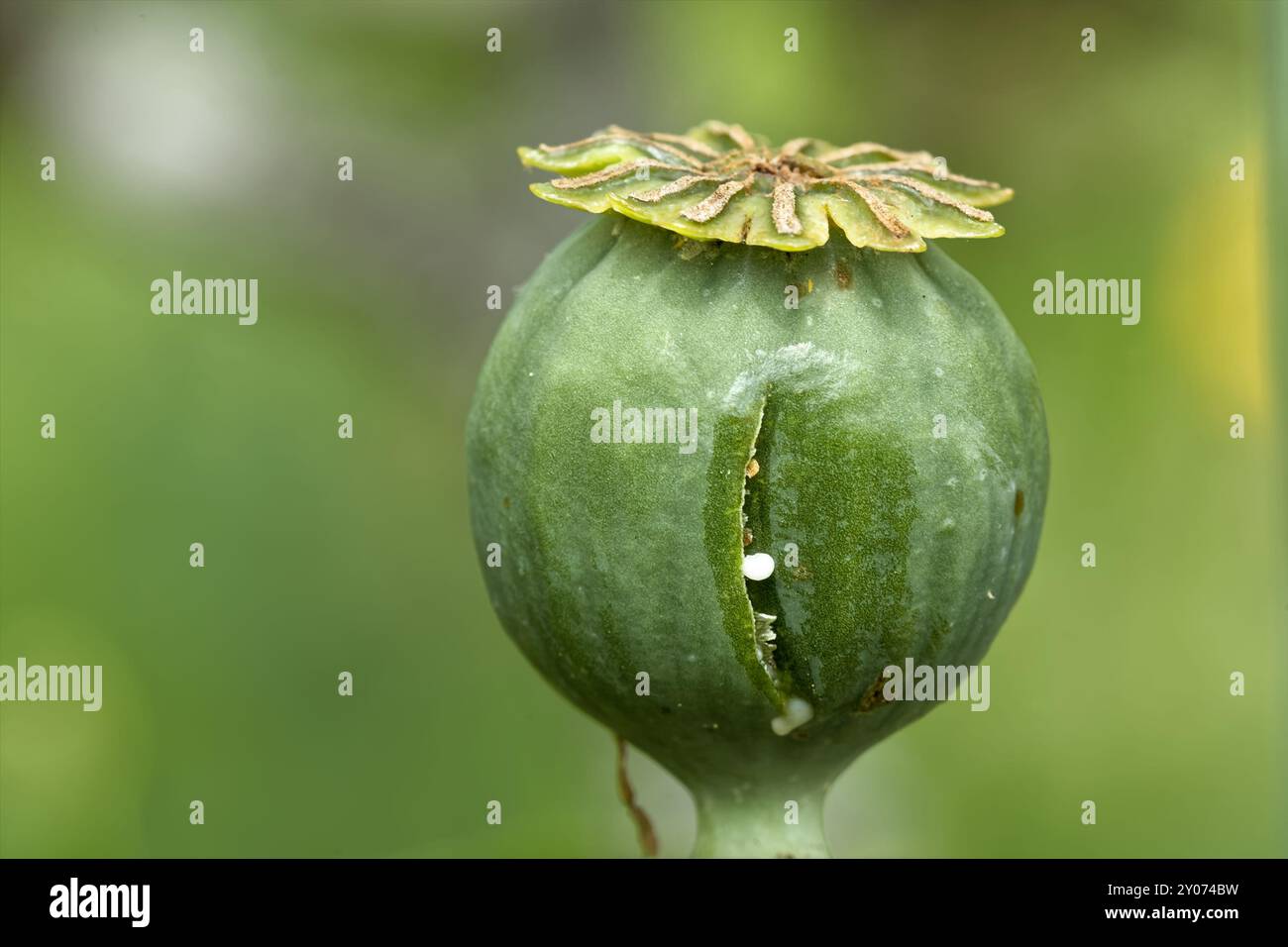 Opiummohnkapsel zerkratzt Stockfoto