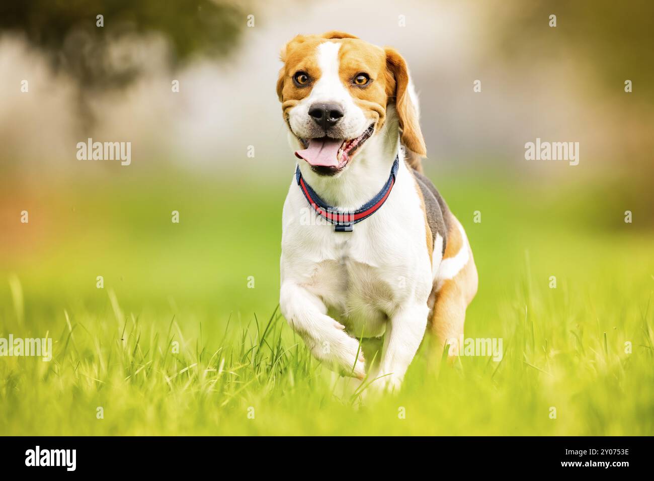 Der Beagle-Hund läuft auf einer Wiese mit der Zunge heraus. Eckzahn Hintergrund Stockfoto