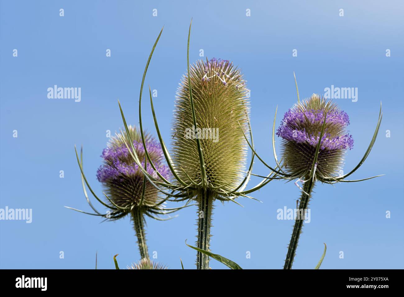 Wilde Karde Stockfoto