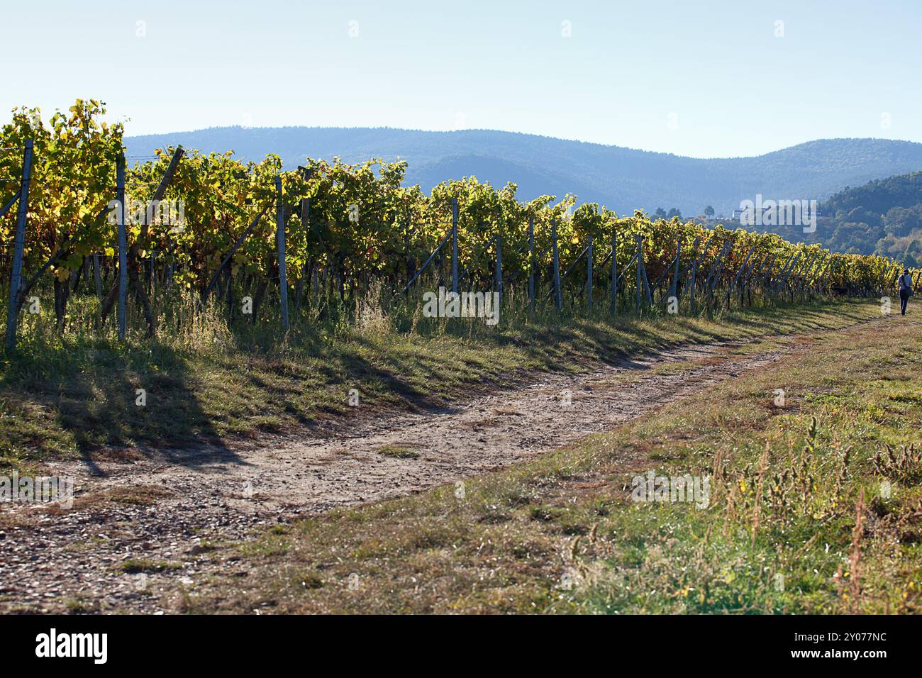 Weinberge in der S Stockfoto