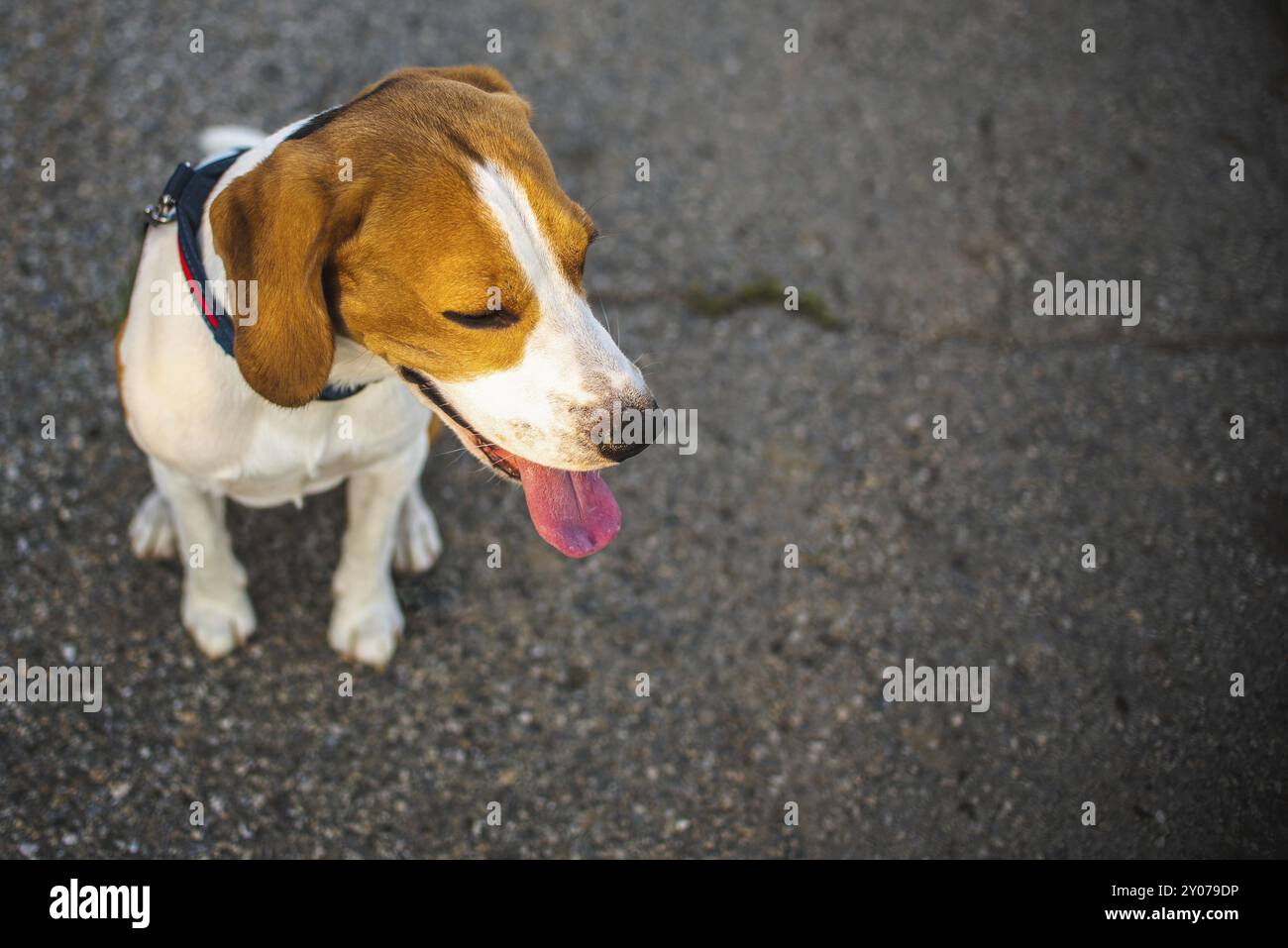 Schöner Beagle-Hund mit Zunge auf Asphalt von oben, Kopierraum für Text rechts. Tierhintergrund Stockfoto