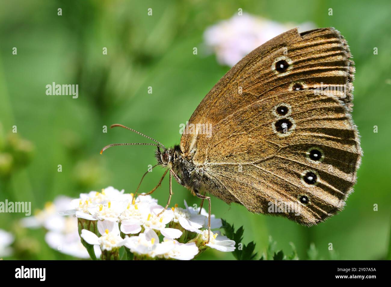 Schmetterling Stockfoto