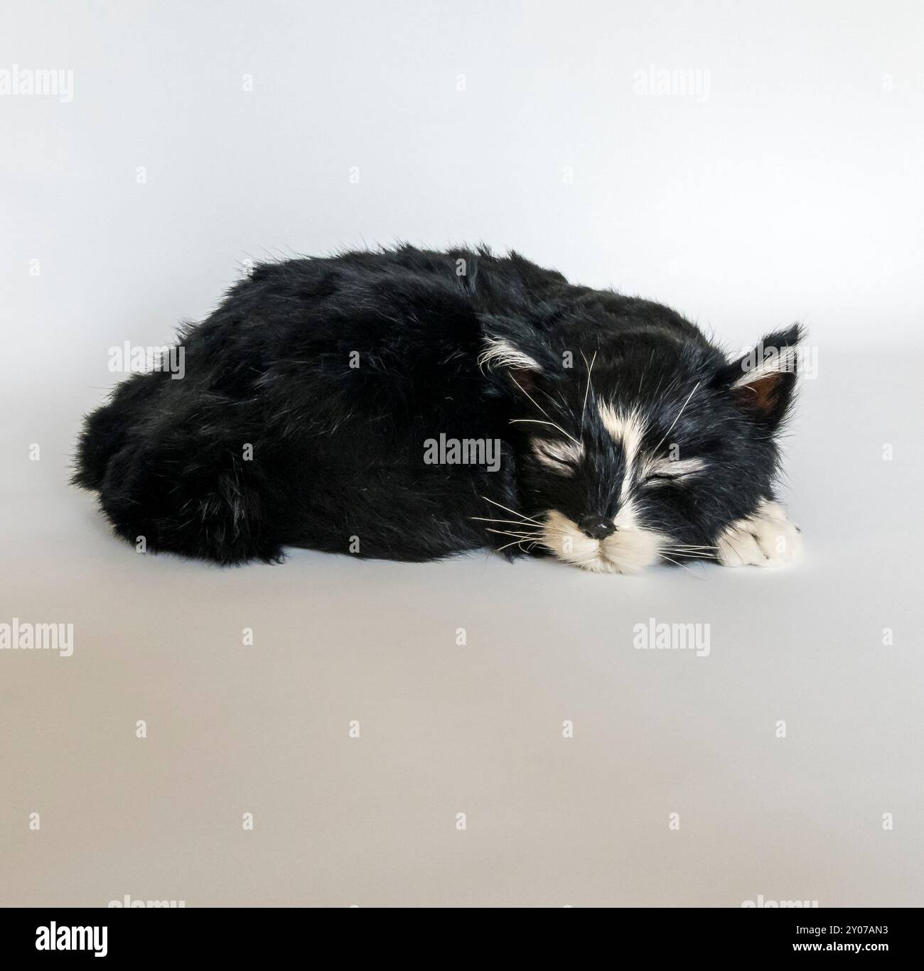 Simon, die verschlafene Katze Stockfoto