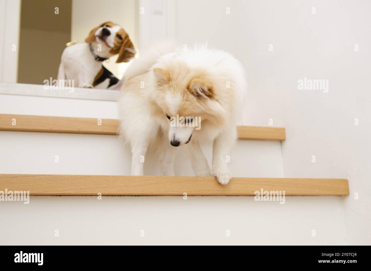 Hunde, die die Treppe hinunter laufen, sehen mit dem Hintergrund des deutschen Spitz Dog Stockfoto