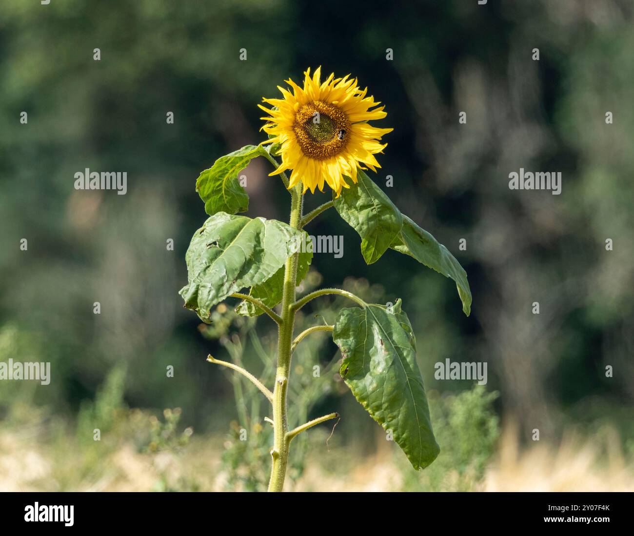 Eine einsame gewöhnliche Sonnenblume (Helianthus annuus), die im August auf einem Gerstenfeld wächst. Schottland, Großbritannien. Stockfoto