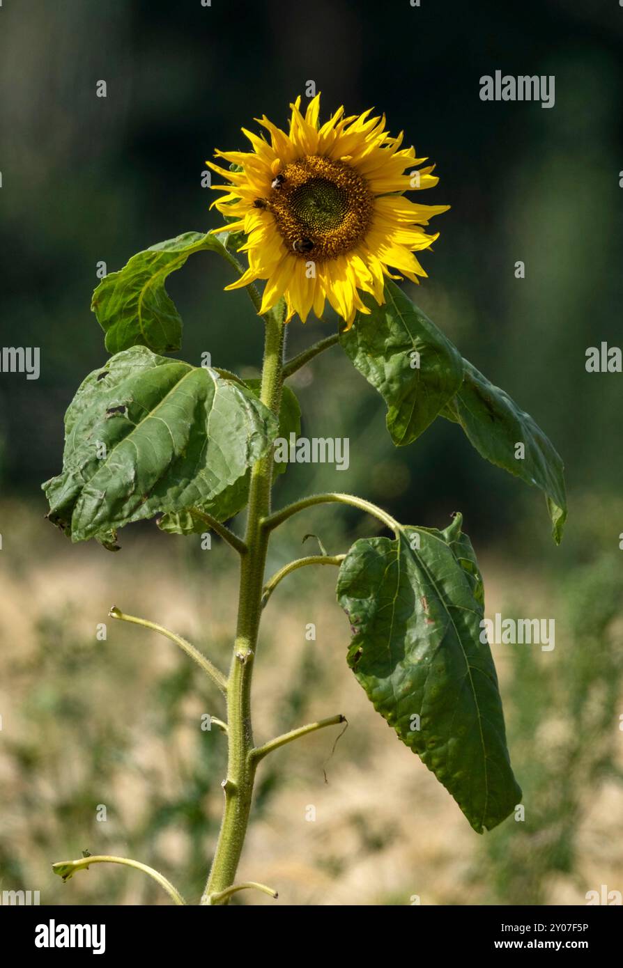 Eine einsame gewöhnliche Sonnenblume (Helianthus annuus), die im August auf einem Gerstenfeld wächst. Schottland, Großbritannien. Stockfoto