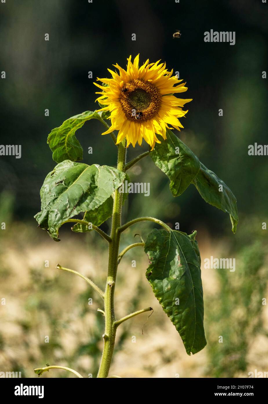 Eine einsame gewöhnliche Sonnenblume (Helianthus annuus), die im August auf einem Gerstenfeld wächst. Schottland, Großbritannien. Stockfoto