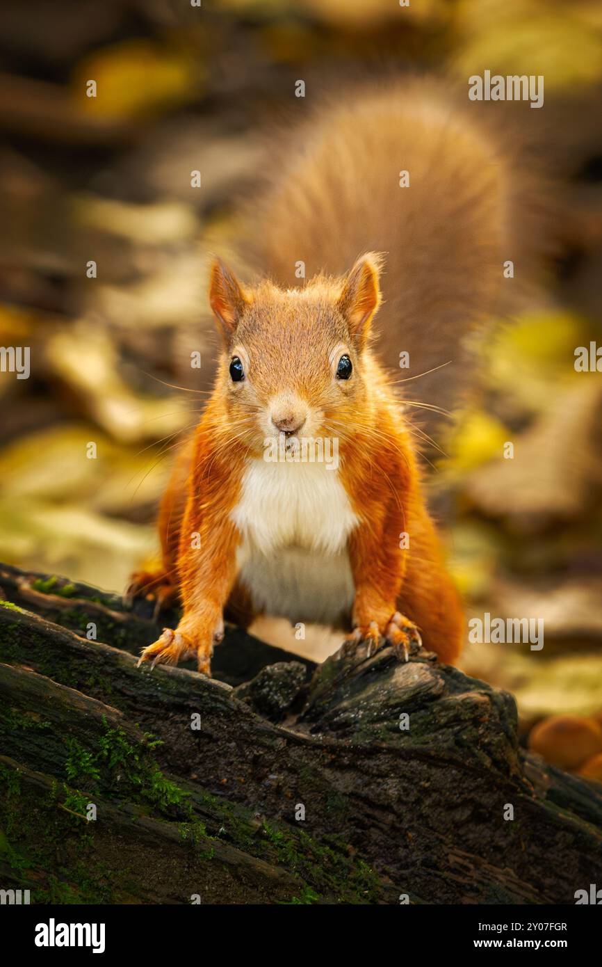 Red Squirrel (Sciurius vulgaris) auf gefallenem Ast, aufgenommen im RSPB Nature Reserve, Loch Leven, Schottland Stockfoto