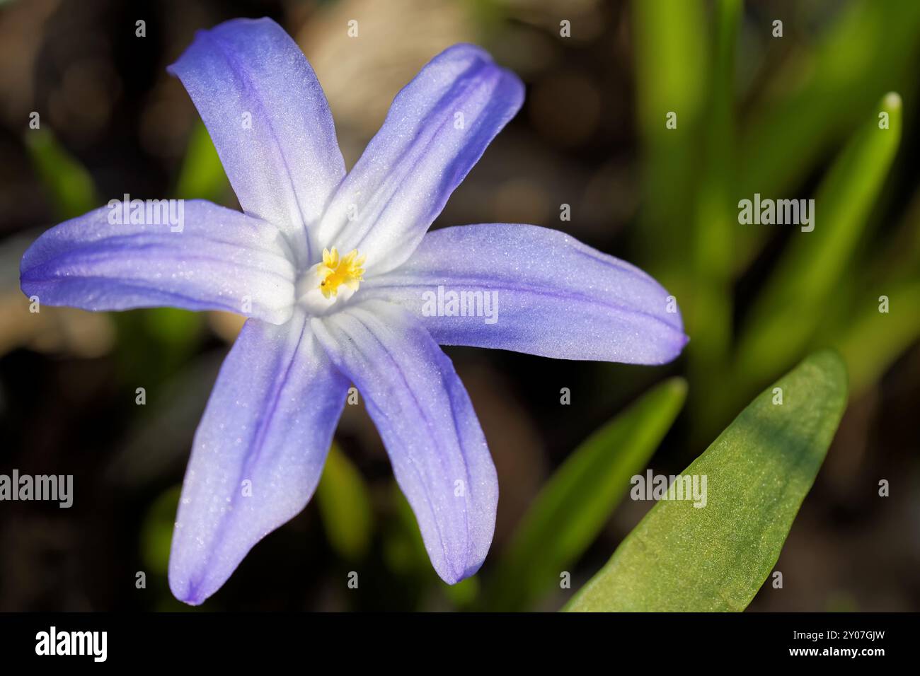 Gemeinsame Sternhyazinthe Stockfoto