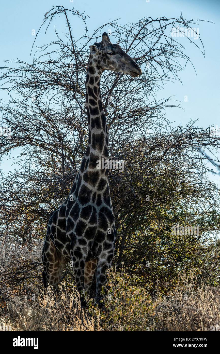 Eine einsame Giraffe bei einem großen Busch in Etosha mit dem Licht hinter ihm. Stockfoto