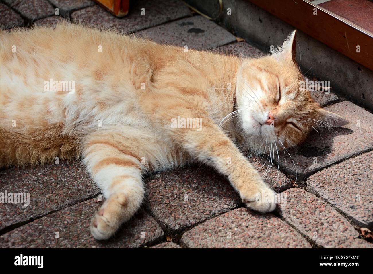 Eine entspannte Katze vor einer Snackbar Stockfoto