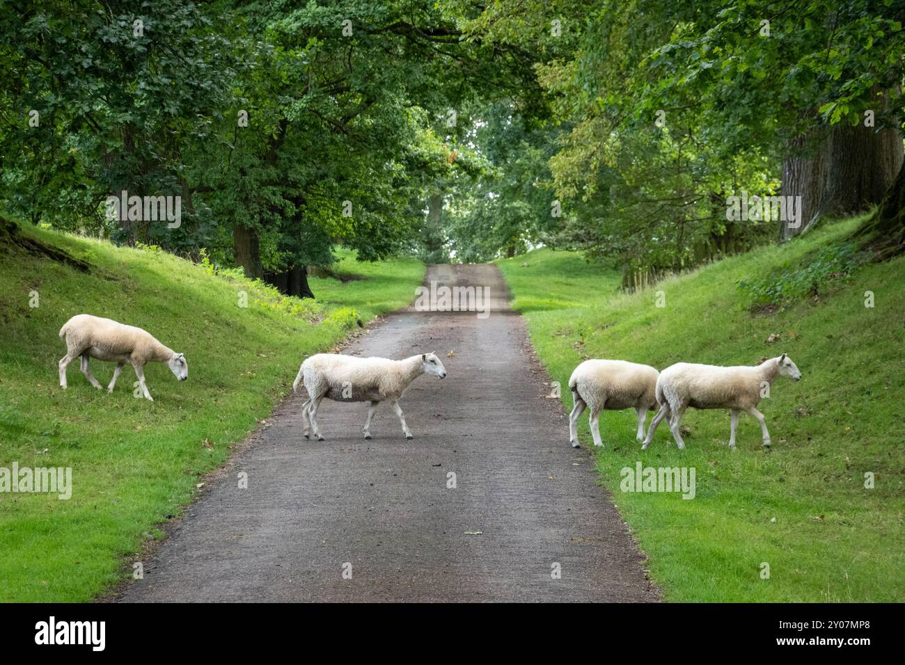 Schafe bei Chirk Castle Stockfoto