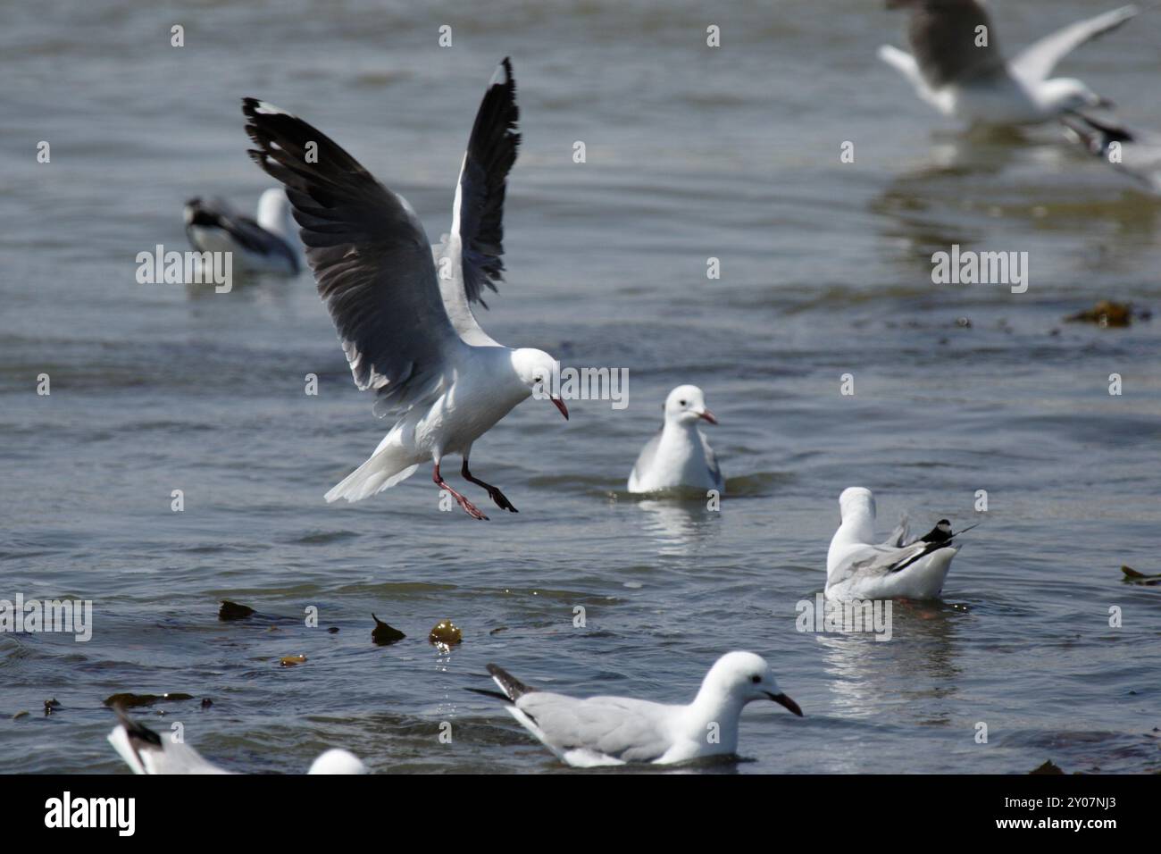 Landung-Möwe Stockfoto