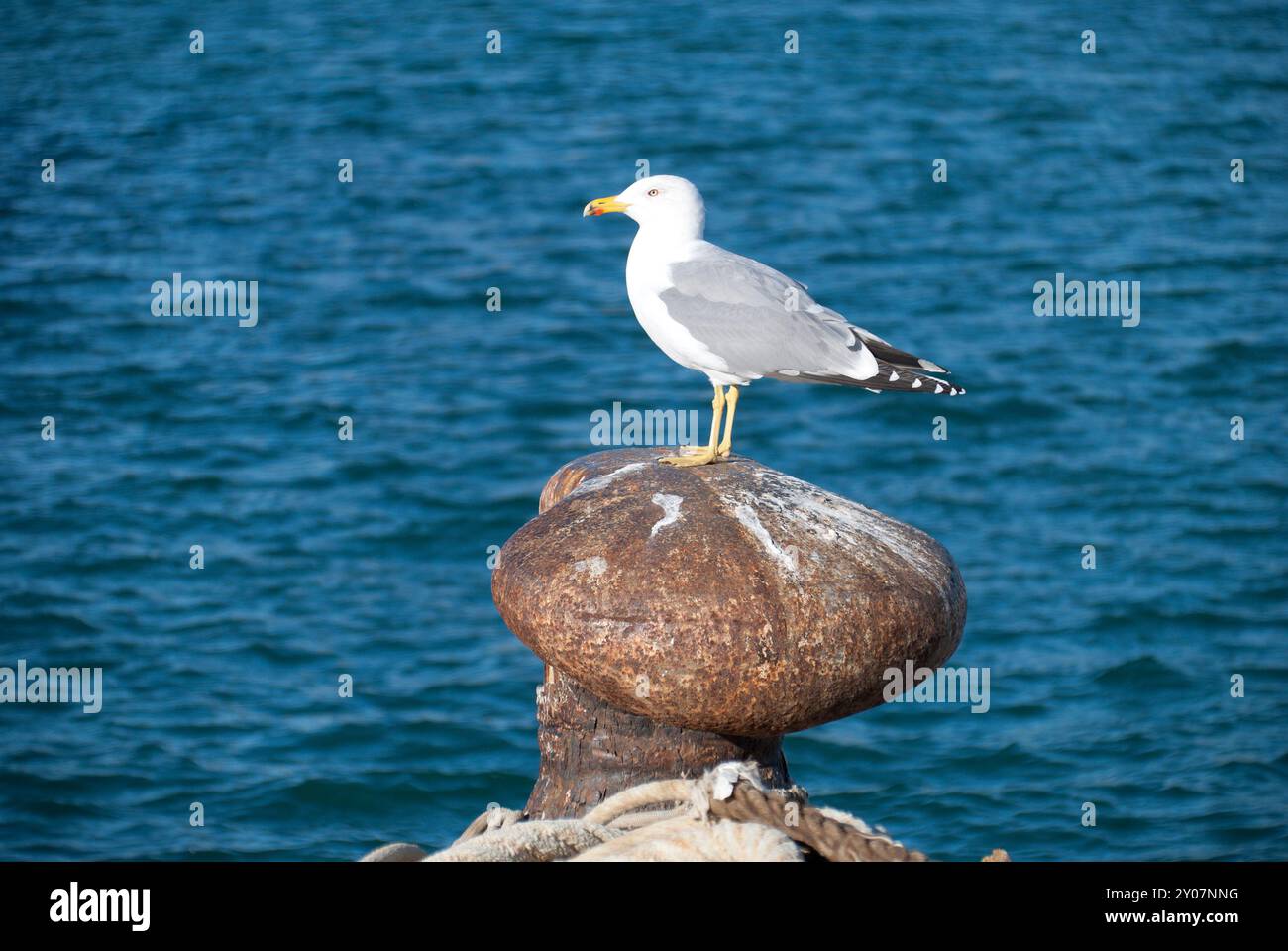 Eine Möwe ruht auf einem Anlegeungspoller im Hafen von Barcelona, mit nur dem Meer im Hintergrund. Stockfoto