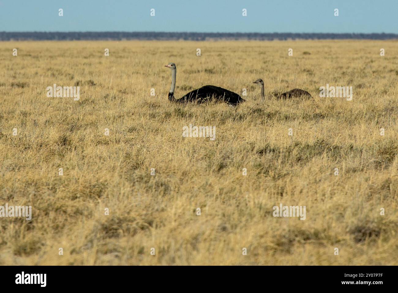 Zwei Strauße, mit langen Hälsen, die durch das Gras ragen, legen sich auf die Savanne in Etosha. Stockfoto