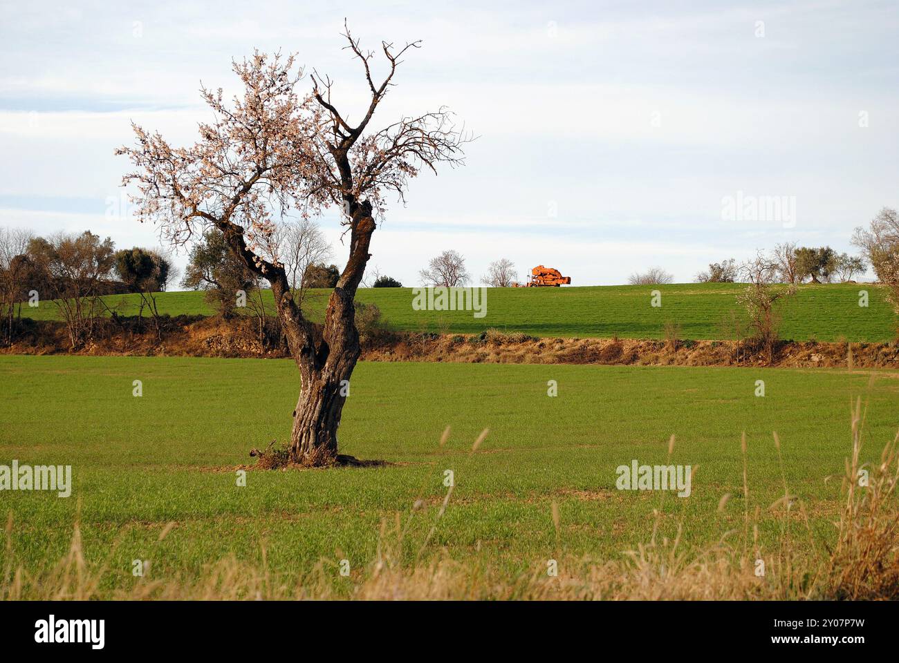 Plantage in der Nähe der Stadt Salàs de Pallars in der Provinz Lleida. Stockfoto