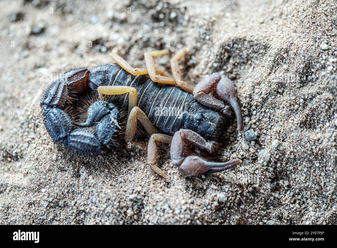 Parabuthus villosus, der schwarz behaarte Dickschwanzskorpion mit flachem Schwanz im Sand der Namib-Wüste. Stockfoto