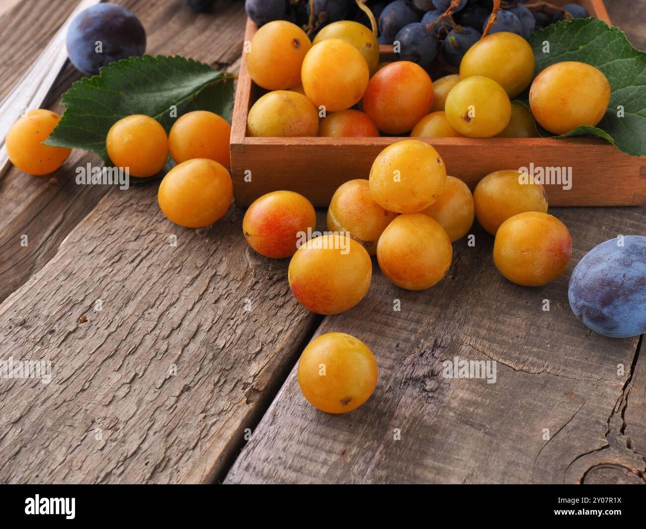 Frische organische Früchte, Mirabellen, Pflaumen und Trauben auf einem Küchentisch Stockfoto