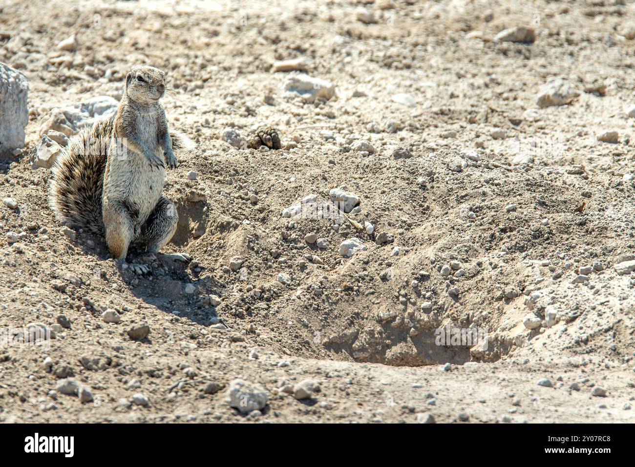 Ein gut getarntes Eichhörnchen, das aufsteht, wachsam, bei seiner Höhle. Stockfoto