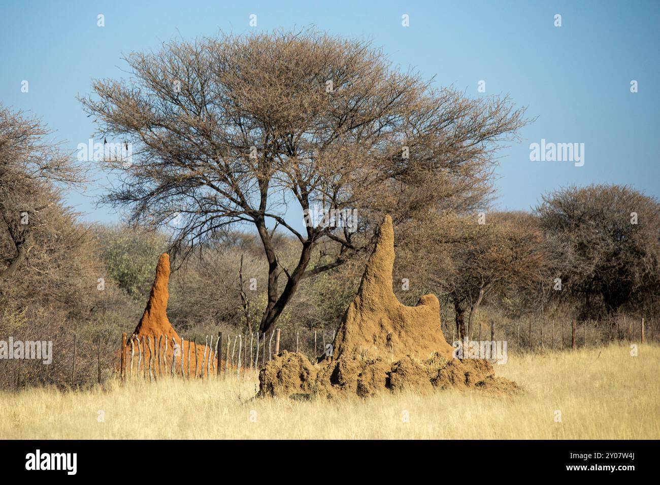 Zwei benachbarte Termitenhügel unterschiedlicher Farben, verursacht durch einen plötzlichen Sandwechsel unter dem Boden. Stockfoto