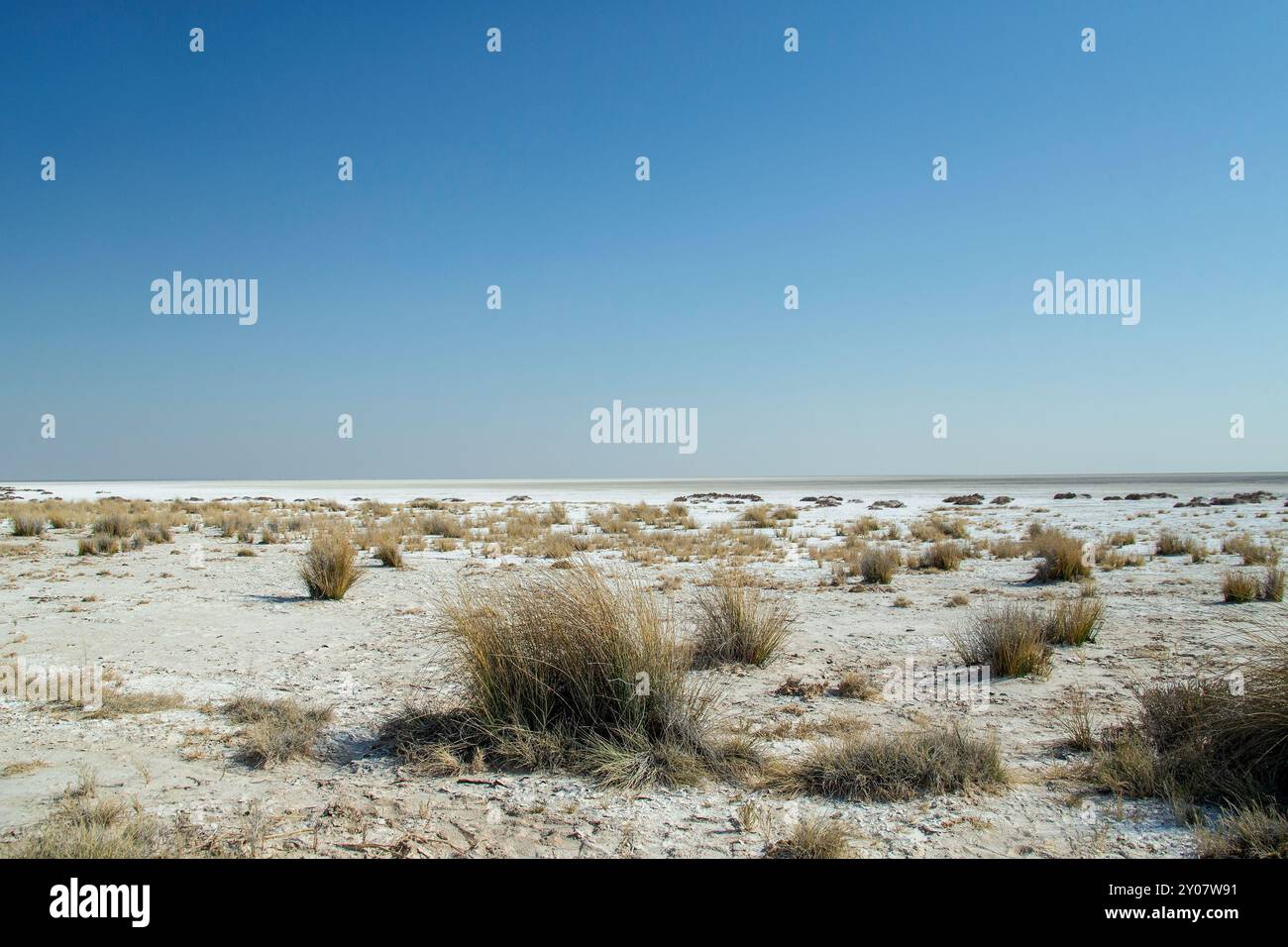 Grasklumpen am Rande der Etosha-Pfanne, einem trockenen Seebad halb so groß wie die Schweiz, zeigen die weiße Pfanne, die sich bis zu einem langen, flachen Horizont erstreckt Stockfoto