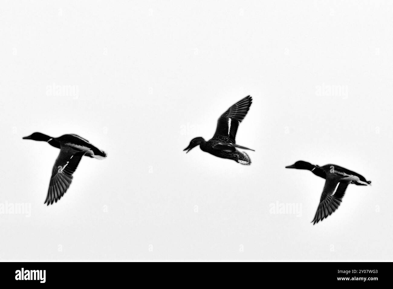 Silhouette von Enten Stockfoto