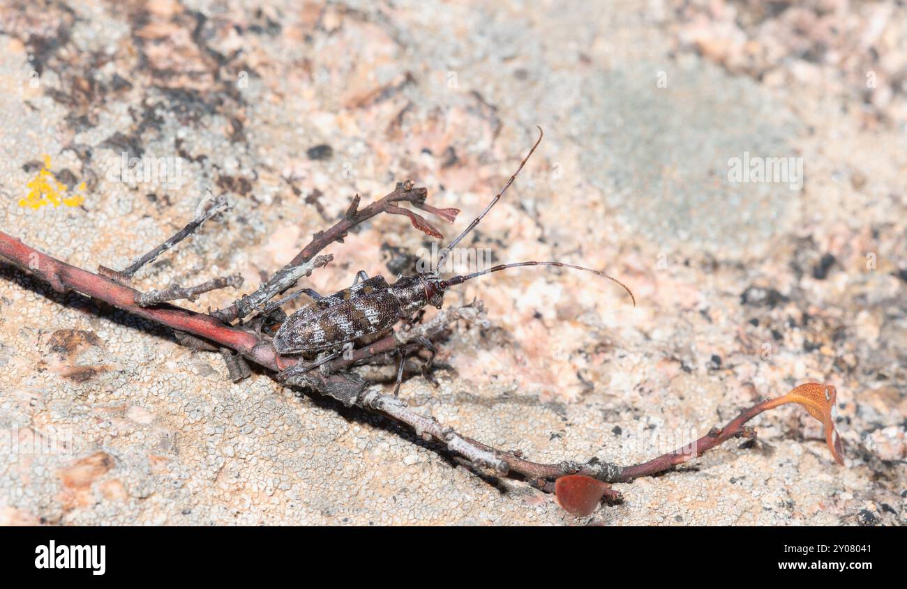 Ein langhörntes, geflecktes Fichtenkäfer-Monochamus-Clamator-Insekt, das auf einer felsigen Oberfläche in wyoming thront und sich mit Zweigen und kleinen natürlichen de vermischt Stockfoto