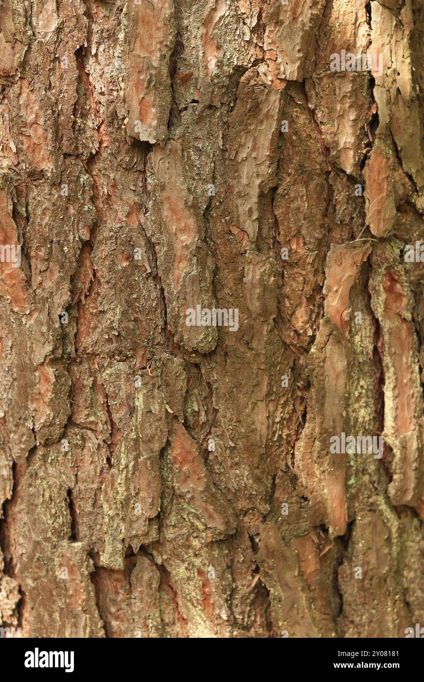 Kiefernrinde Textur, Nahaufnahme. Natürlicher Holzhintergrund. Baumstamm im Wald. Natürliche Textur. Baum im Wald Stockfoto