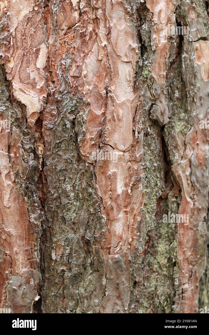 Kiefernrinde Textur, Nahaufnahme. Natürlicher Holzhintergrund. Baumstamm im Wald. Natürliche Textur. Baum im Wald Stockfoto