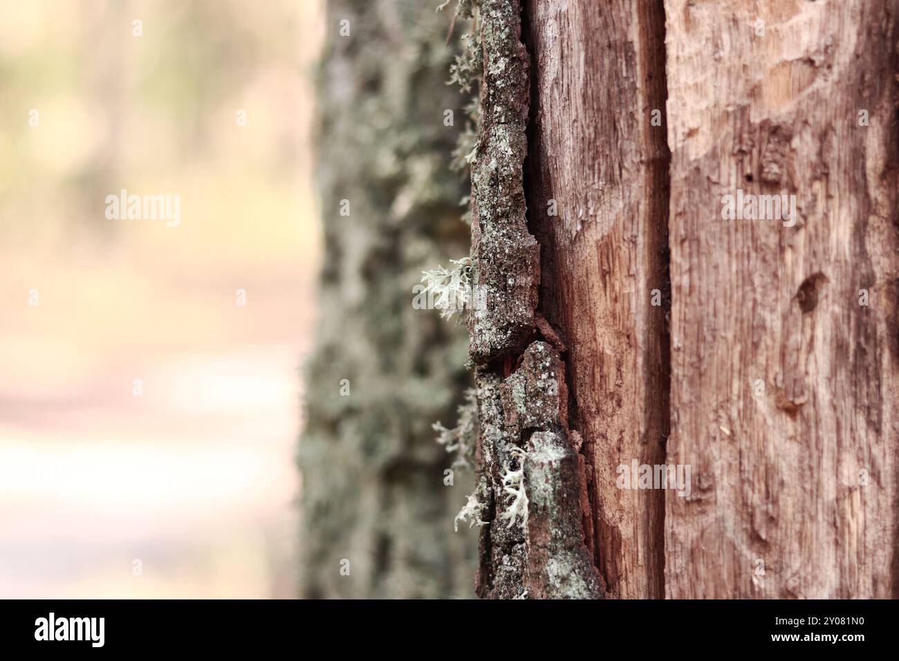 Eichenmoos (Evernia prunastri). Eichenstamm bedeckt mit Flechten. Gesprungene Eichenrinde aus der Nähe und Flechten. Trocknung des Baumes. Beschädigte Rinde am Baumstamm Stockfoto