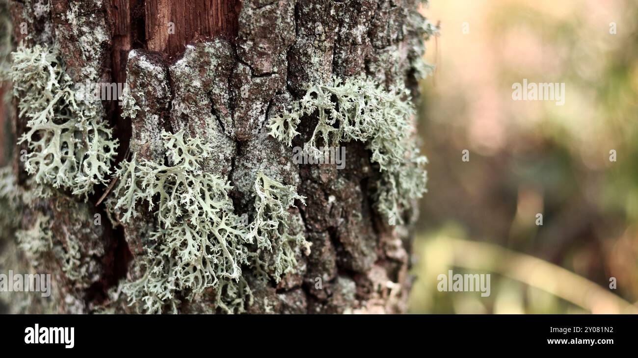 Eichenmoos (Evernia prunastri). Eichenstamm bedeckt mit Flechten. Gesprungene Eichenrinde aus der Nähe und Flechten. Trocknung des Baumes. Beschädigte Rinde am Baumstamm Stockfoto