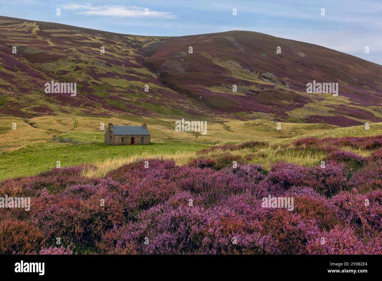 Ein traditionelles Ferienhaus mit der Heidekraut in voller Blüte im Cairngorm National Park, Aberdeenshire, Schottland. Stockfoto