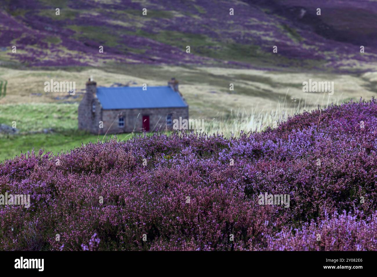 Ein traditionelles Ferienhaus mit der Heidekraut in voller Blüte im Cairngorm National Park, Aberdeenshire, Schottland. Stockfoto