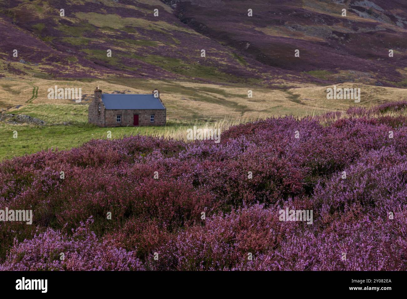 Ein traditionelles Ferienhaus mit der Heidekraut in voller Blüte im Cairngorm National Park, Aberdeenshire, Schottland. Stockfoto