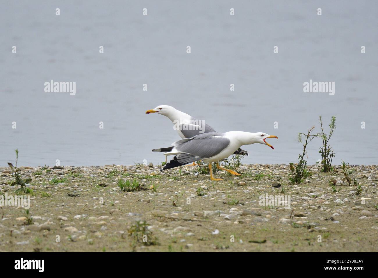 Adulte Gelbbeinmöwe (Larus michahellis) im Zuchtgefieder, Gelbbeinmöwe-Balz Stockfoto