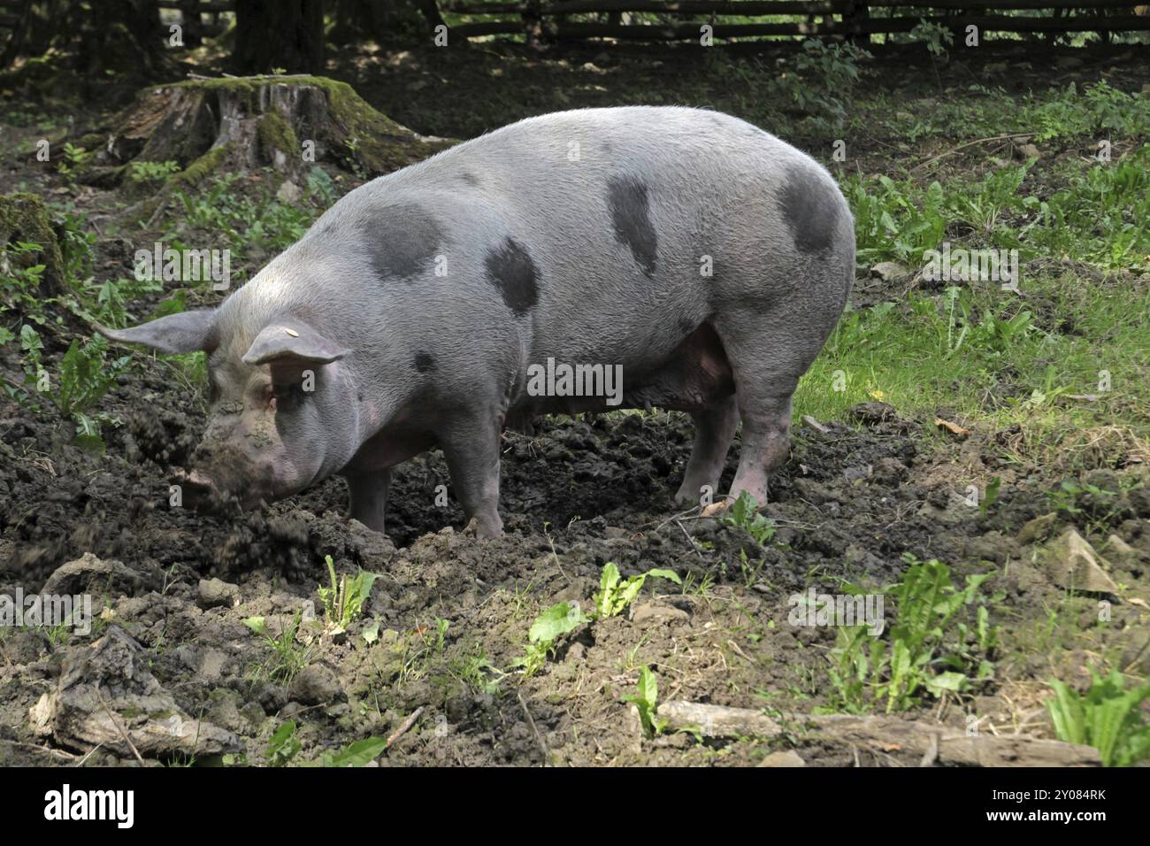Bentheimer Landschwein Stockfoto