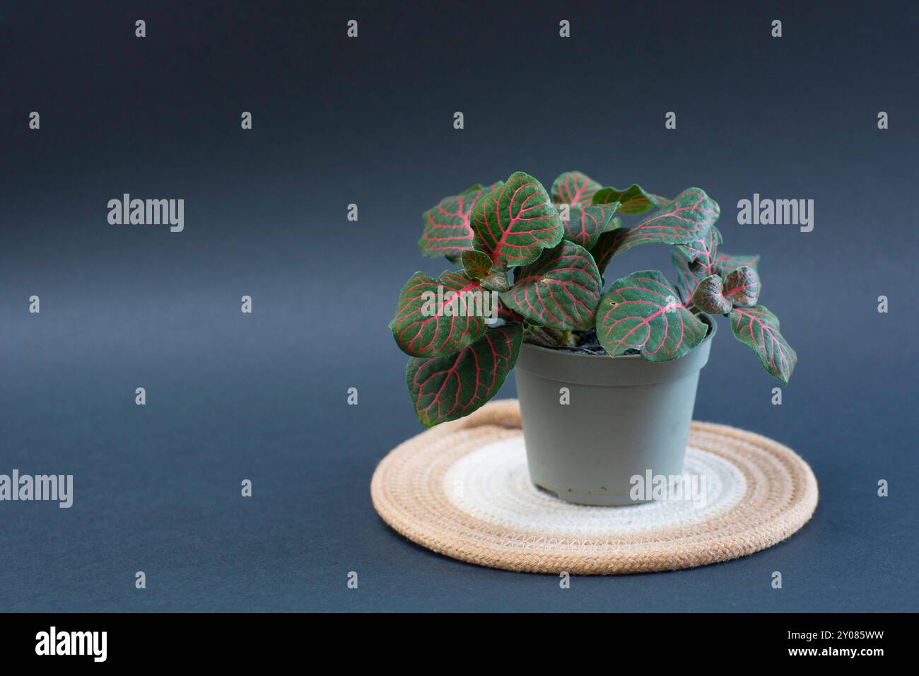 Caladium bicolor fittonia albivenis in einem Topf auf grauem Hintergrund. Stockfoto